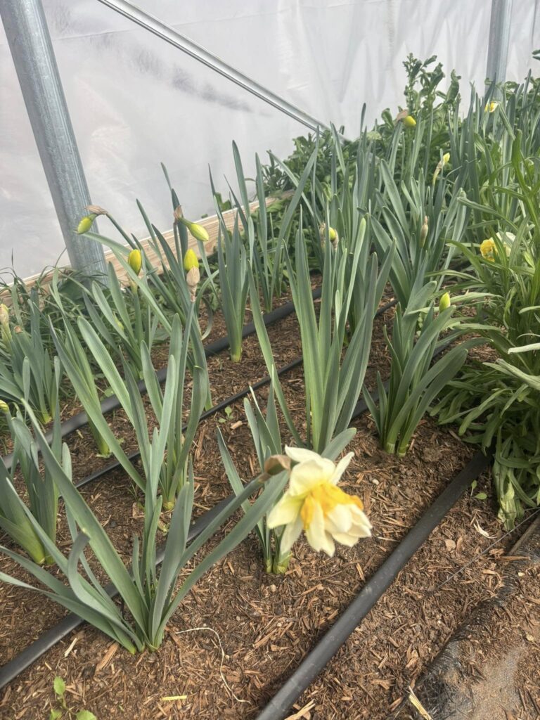 A yellow daffodil