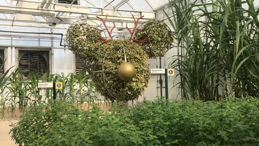 A bush in the shape of Mickey at Living with the Land