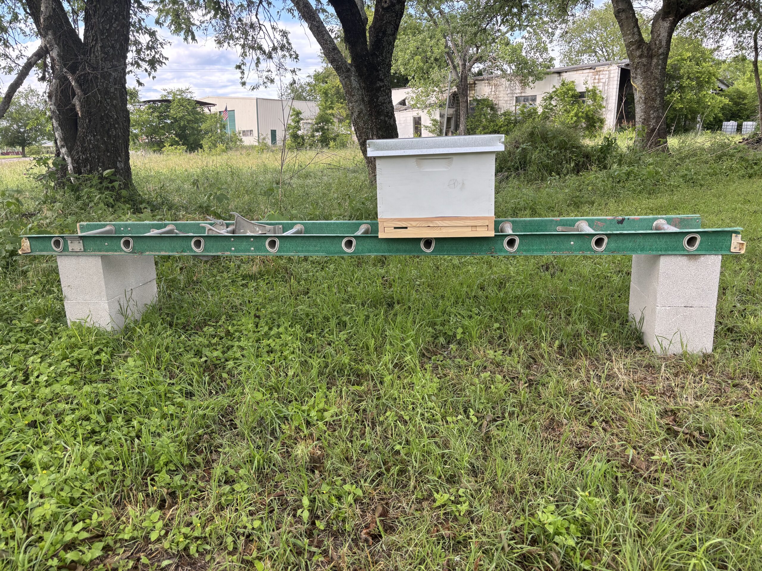 A first-time beekeeper set up: one deep broodbox on top of a horizontal ladder, sittin on two cinder blocks with trees in the background