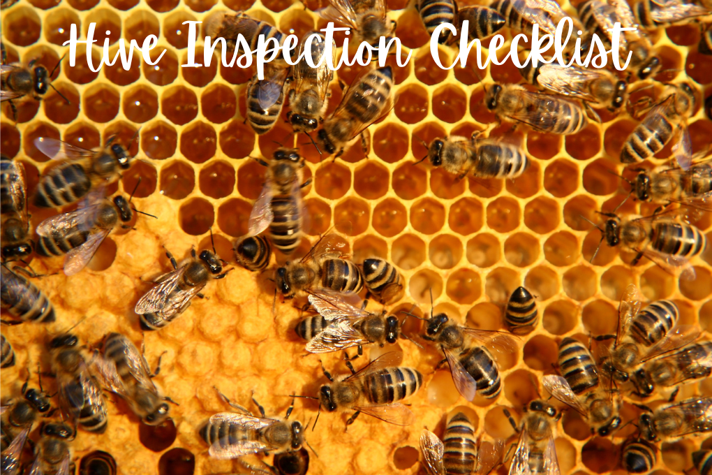 A bunch of bees on a frame building out their comb with the words Hive Inspection Questions at the top