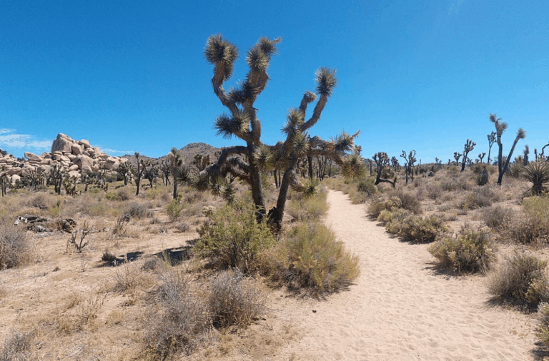 Joshua Tree National Park Tips: 6 Interesting Things You Have to Do