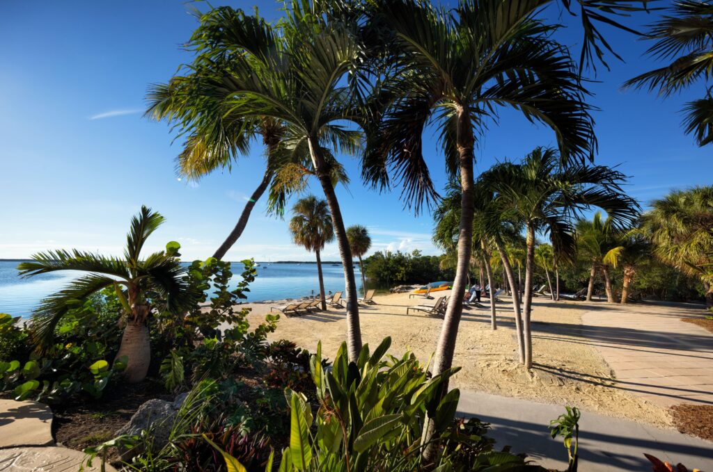 A beach with palm trees nearby