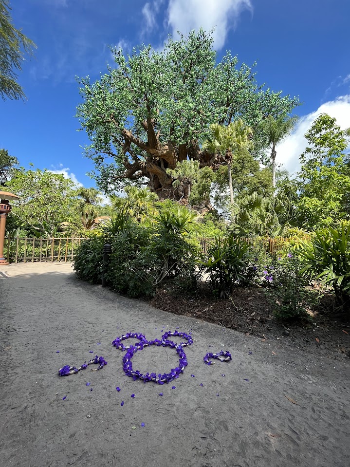 A picture over at Discovery Island Trails near the Tree of Life at Disney's Animal Kingdom