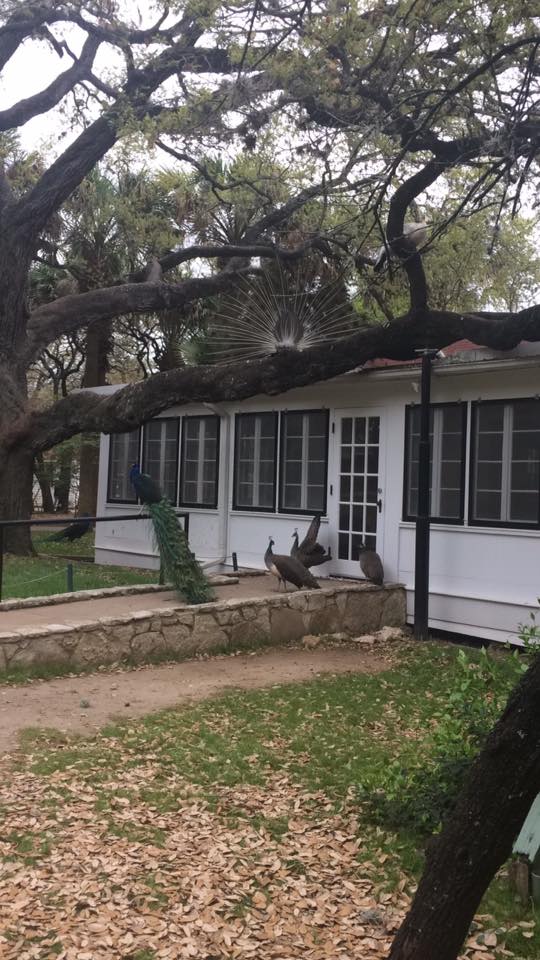 A house with trees surrounding it